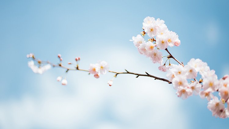 贝斯特--全球最奢华的游戏平台